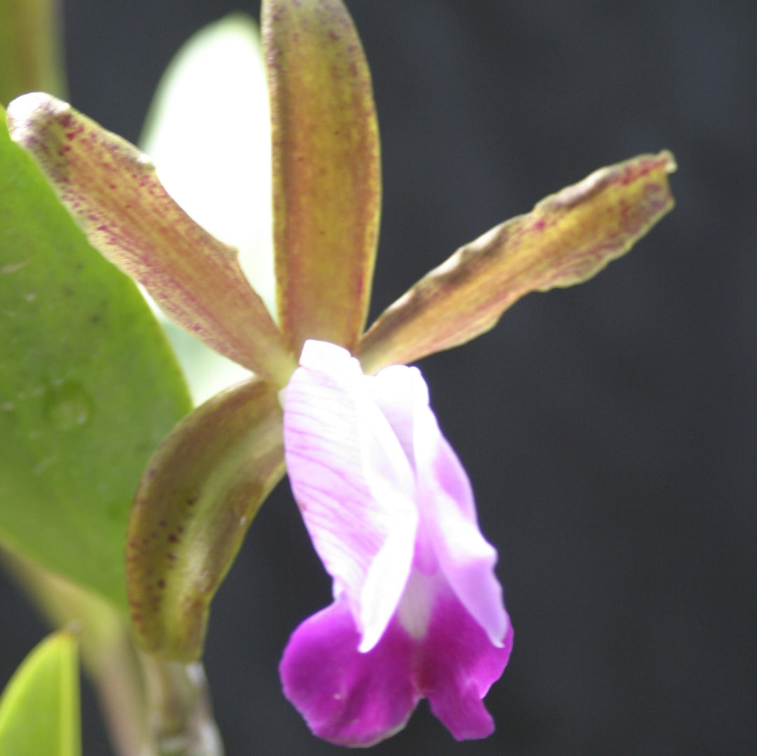 C. dormaniana x sib. 2" Pot Cattleya Orchid Species