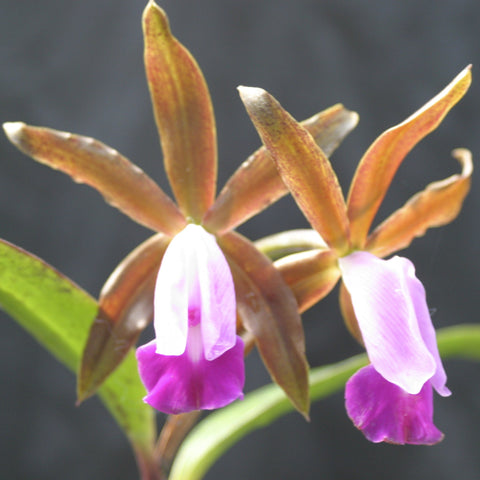 C. Penang 'Black Caesar' AM/AOS Olla de 5"