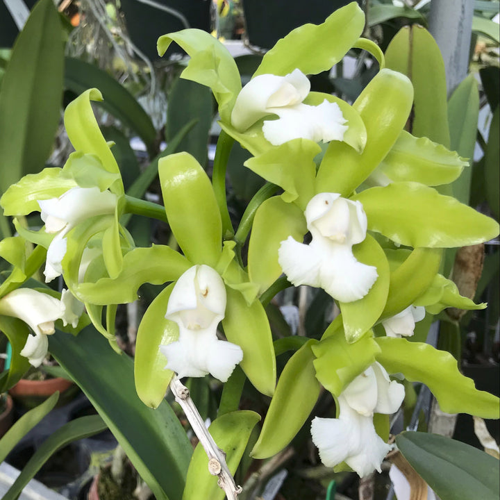 C. (guttata alba `Fields&