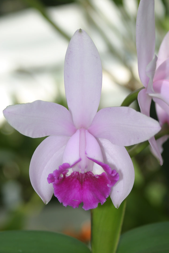 C. intermedia `Elizabeth&