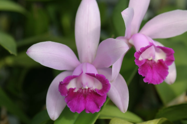 C. intermedia `Elizabeth&