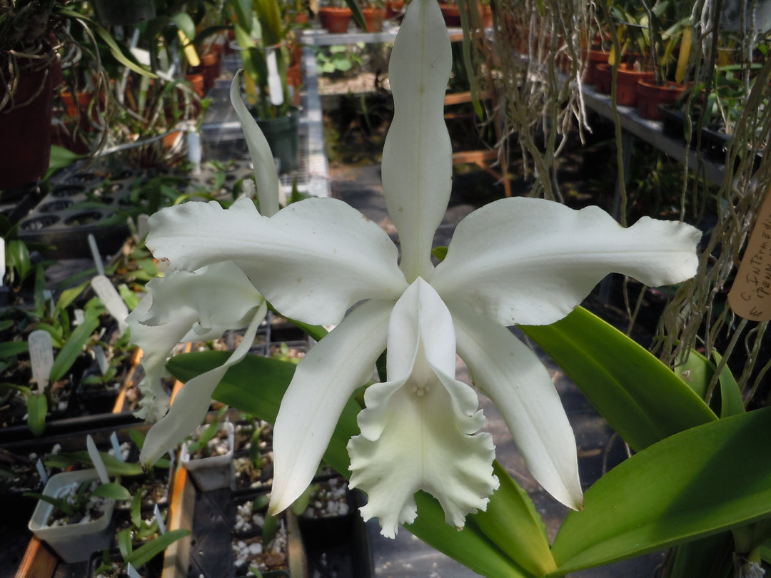 C. intermedia alba `Penn Valley&