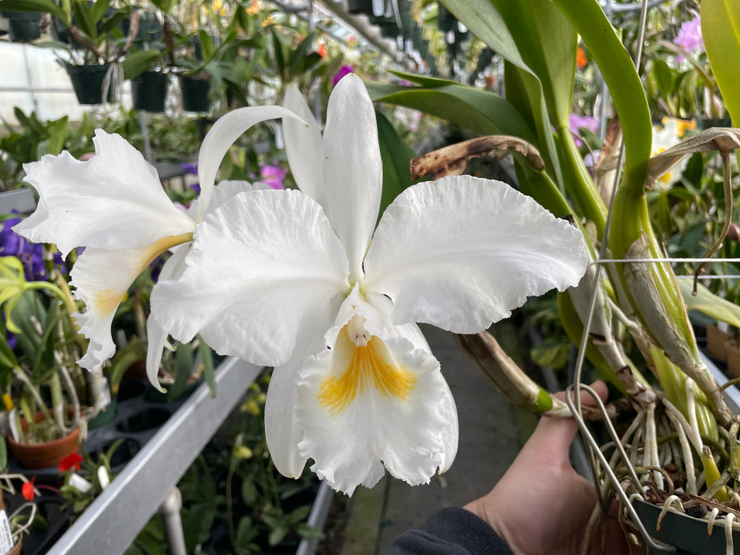 C. jenmanii alba `Isabelina&