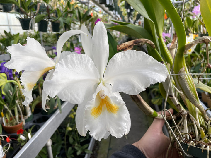 C. jenmanii alba `Isabelina&