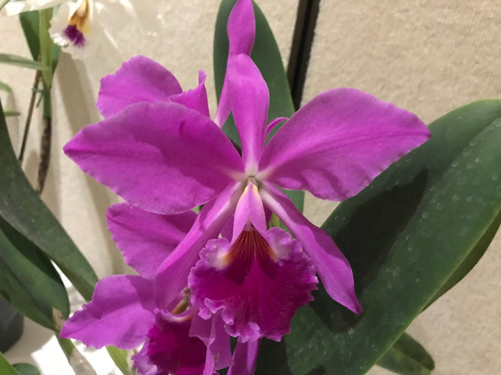 C. jenmanii rubra `Canaima&