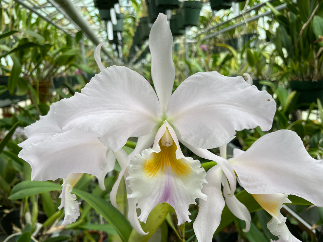 C. labiata (autumnalis `Fowleyana&