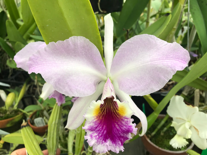 C. labiata (autumnalis `Fowleyana&