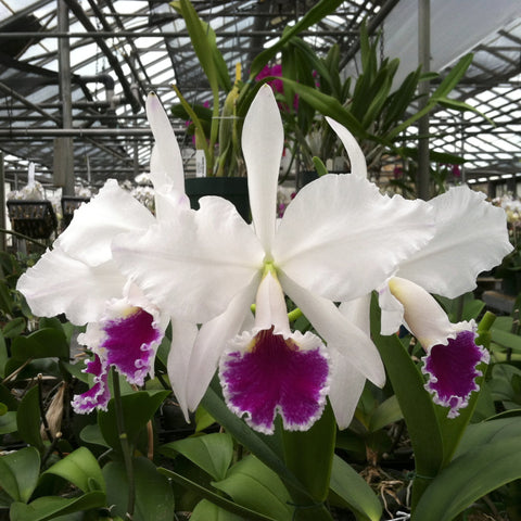 C. labiata rubra (`Orchid Eros' x `Ching Hua' AM/AOS) 2" 罐