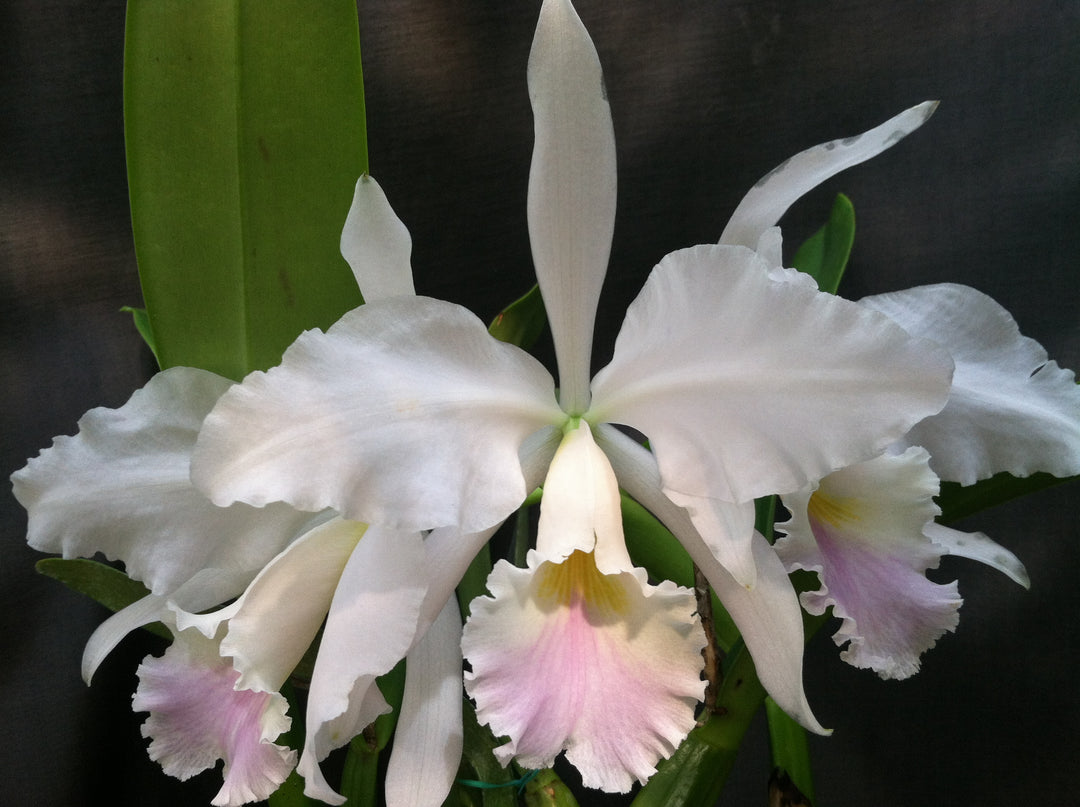 C. labiata (autumnalis `Fowleyana&