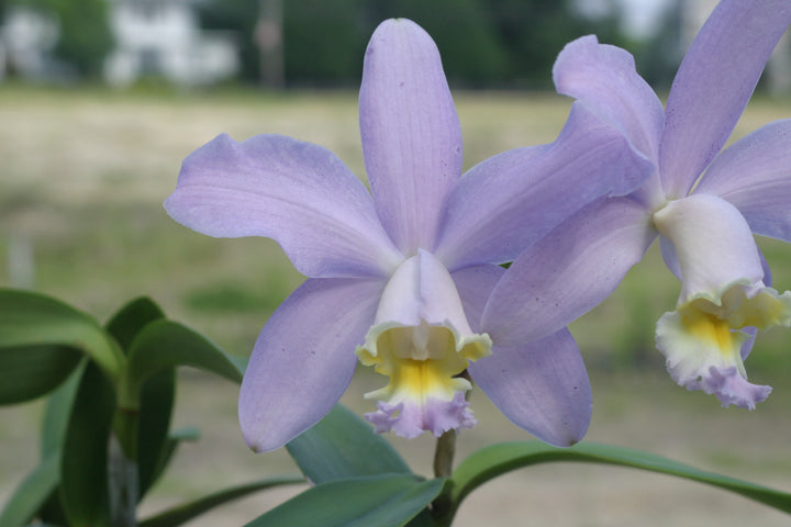C. (Bird Flap coerulea x loddigesii coerulea) Cattleya Orchid Plant 2.25" Pot