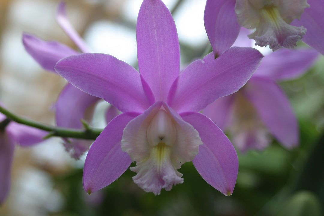 C. harrisoniana `Volcano Queen&