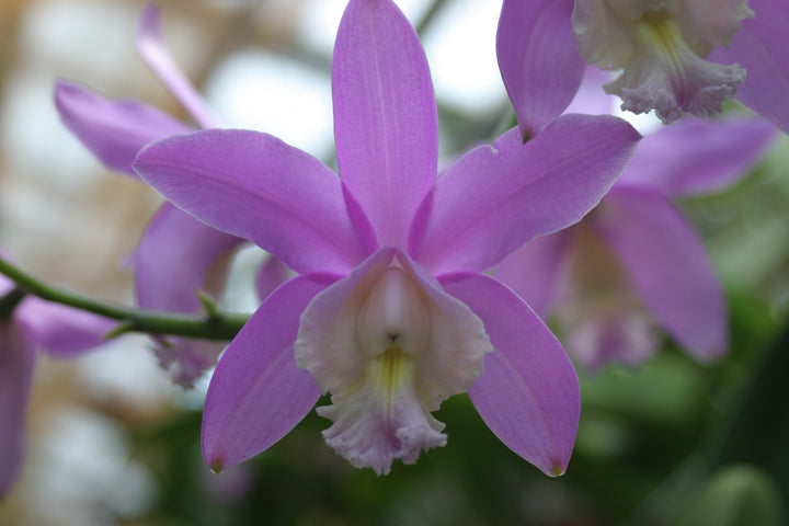 C. harrisoniana `Volcano Queen&