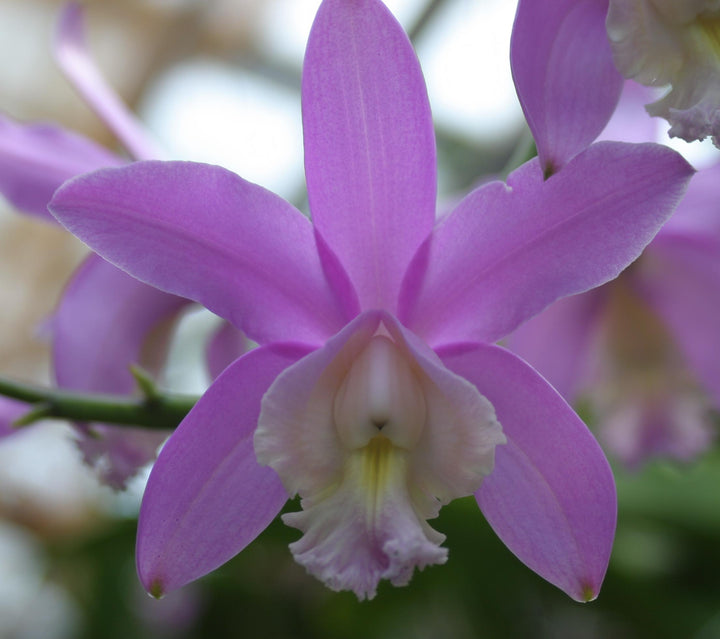 C. harrisoniana `Volcano Queen&