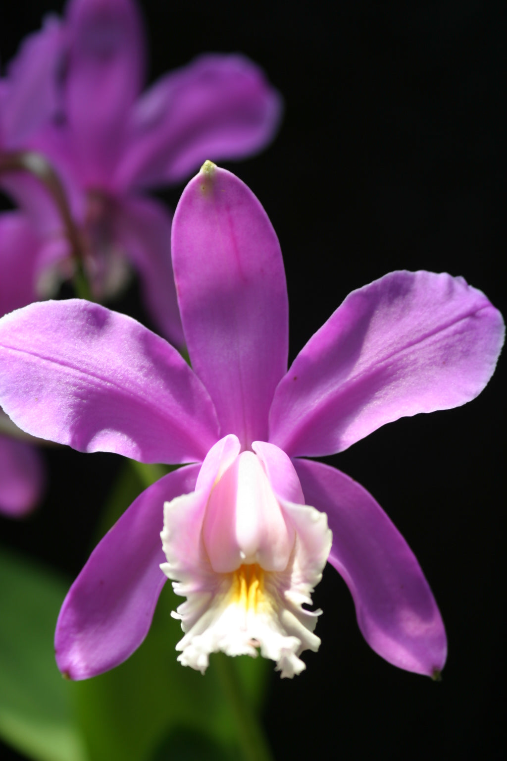 C. harrisoniana `Harford&