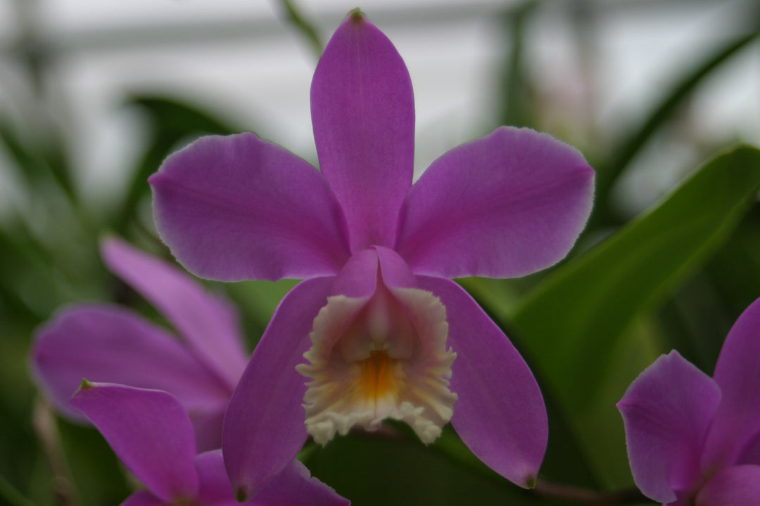 C. harrisoniana `Harford&
