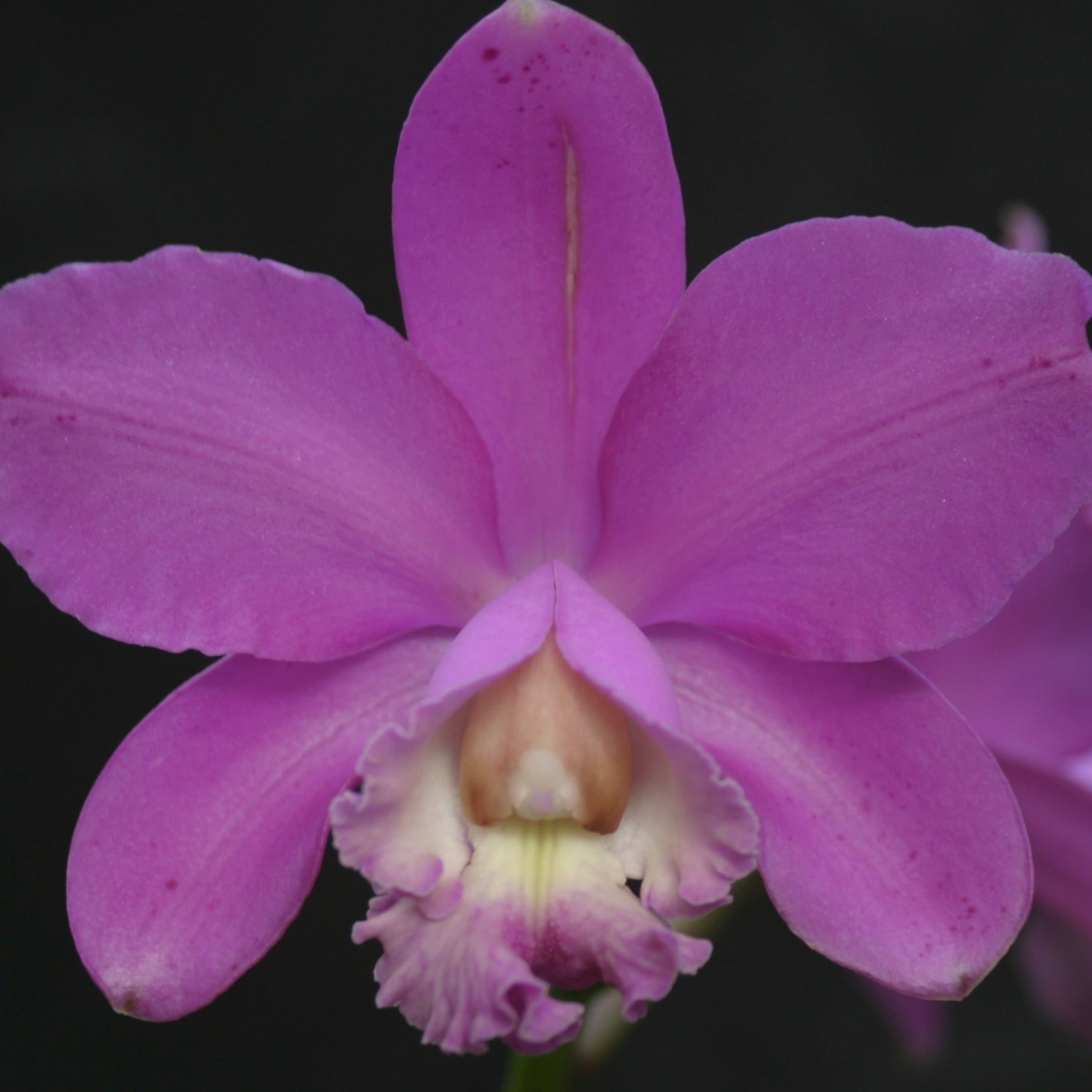 C. harrisoniana (`Streeter's Choice' FCC/AOS x self) 5