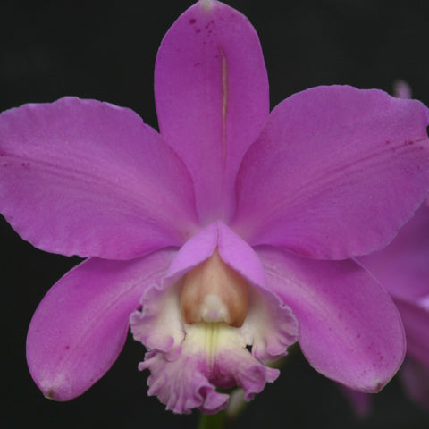 C. harrisoniana (peloric x `Next Generation Splash' AM/AOS) 2" 锅