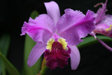 C. lueddemanniana `Waldor's Royal Velvet' Div #1 Original Division Species Cattleya Orchid Plant