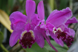C. lueddemanniana `Waldor's Royal Velvet' Div #1 Original Division Species Cattleya Orchid Plant