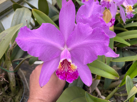 C. lueddemanniana `Jim Elmore' AM/AOS Div #2 Original Division Species Cattleya Orchid Plant
