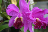 C. lueddemanniana `Waldor's Royal Velvet' Div #1 Original Division Species Cattleya Orchid Plant