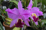 C. lueddemanniana `Waldor's Royal Velvet' Div #1 Original Division Species Cattleya Orchid Plant