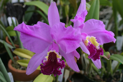 C. lueddemanniana `Waldor's Royal Velvet' Div #1 Original Division Species Cattleya Orchid Plant