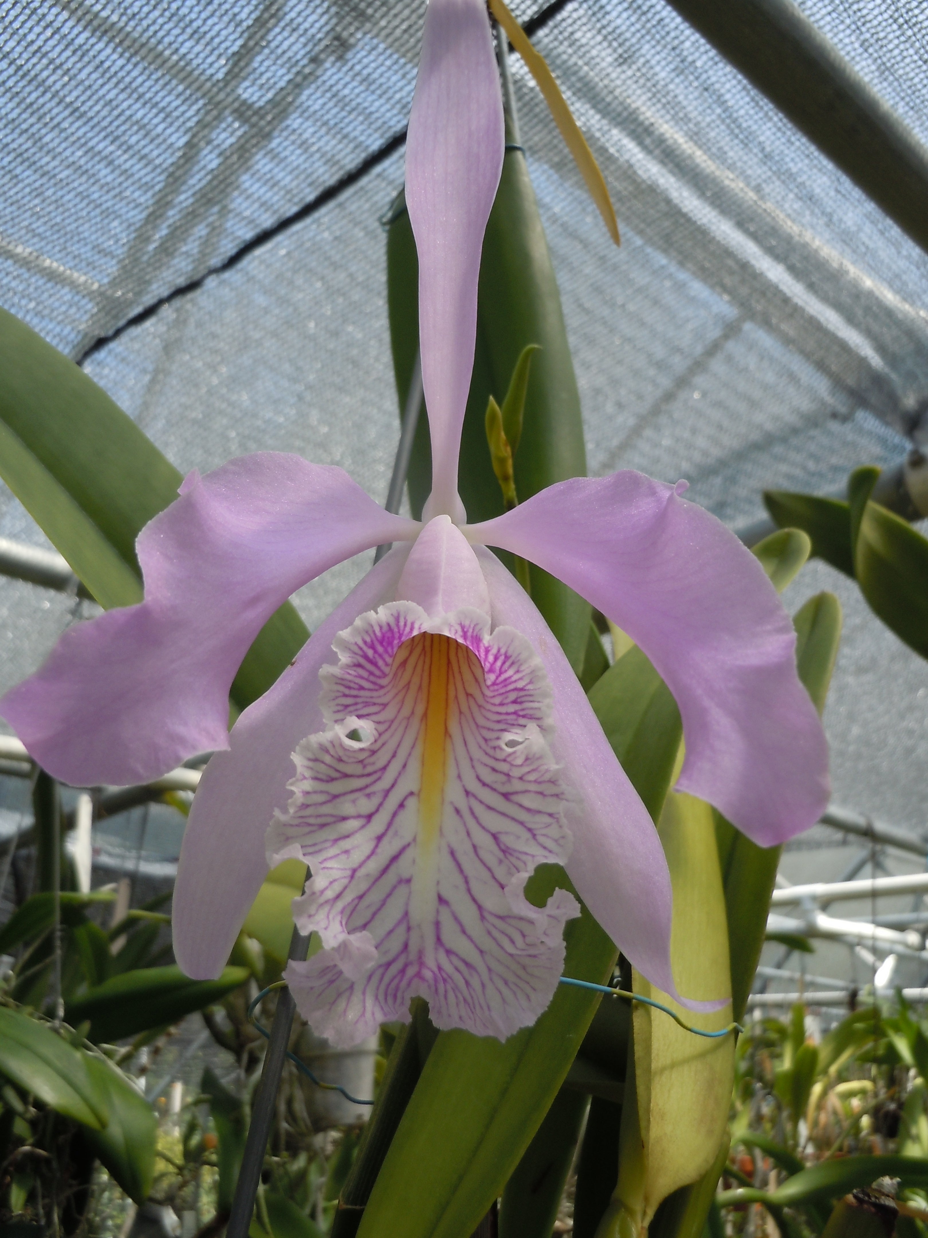 Platycerium Mt.lewis × hillii Trident Platycerium Trident (Mt.lewis x hillii 'pao pao') orchid
