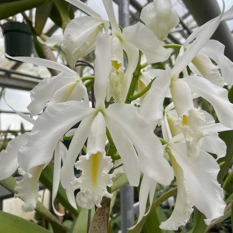 C. Walter Wolff (maxima alba x violacea alba) 4" Pot