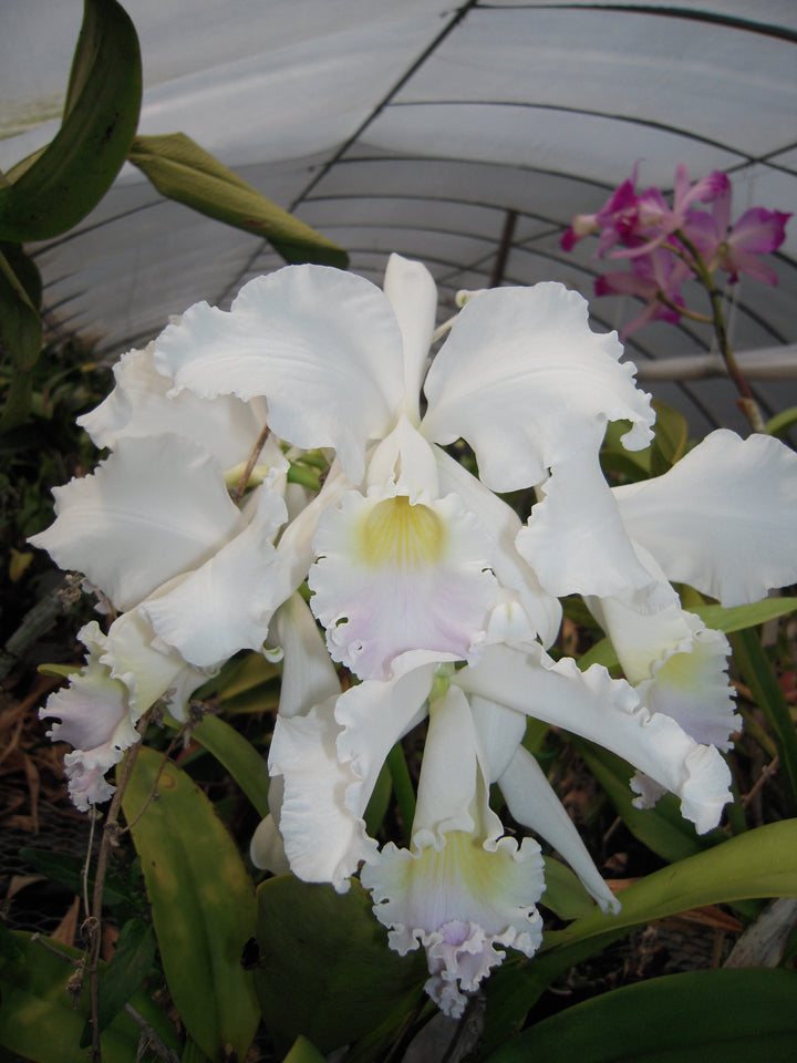 C. mendelii `Stuart Low&
