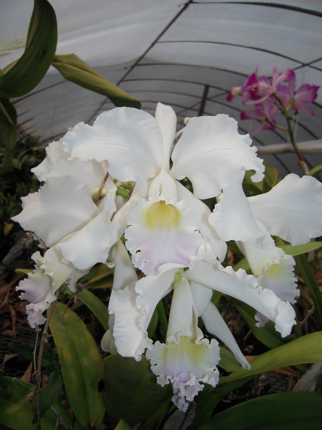 C. mendelii `Stuart Low&
