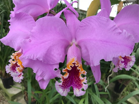 C. mossiae coerulea（种）2.25" 锅