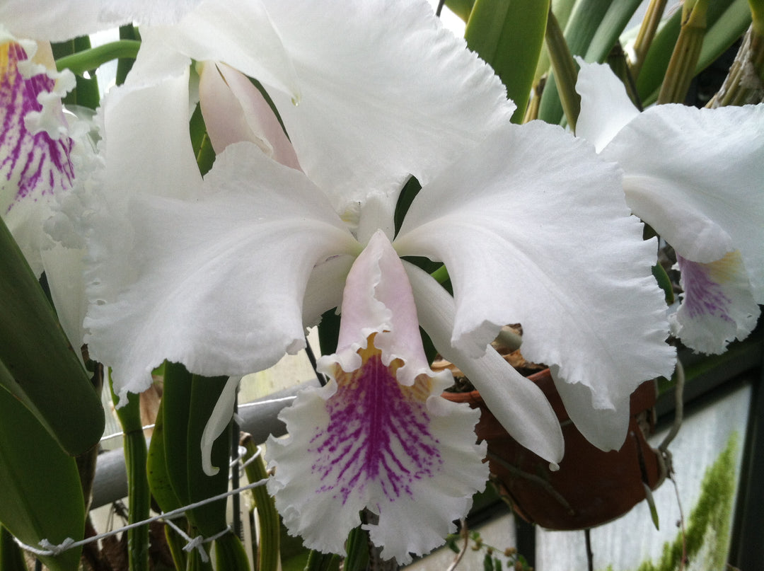 C. mossiae reineckiana (`Crother&