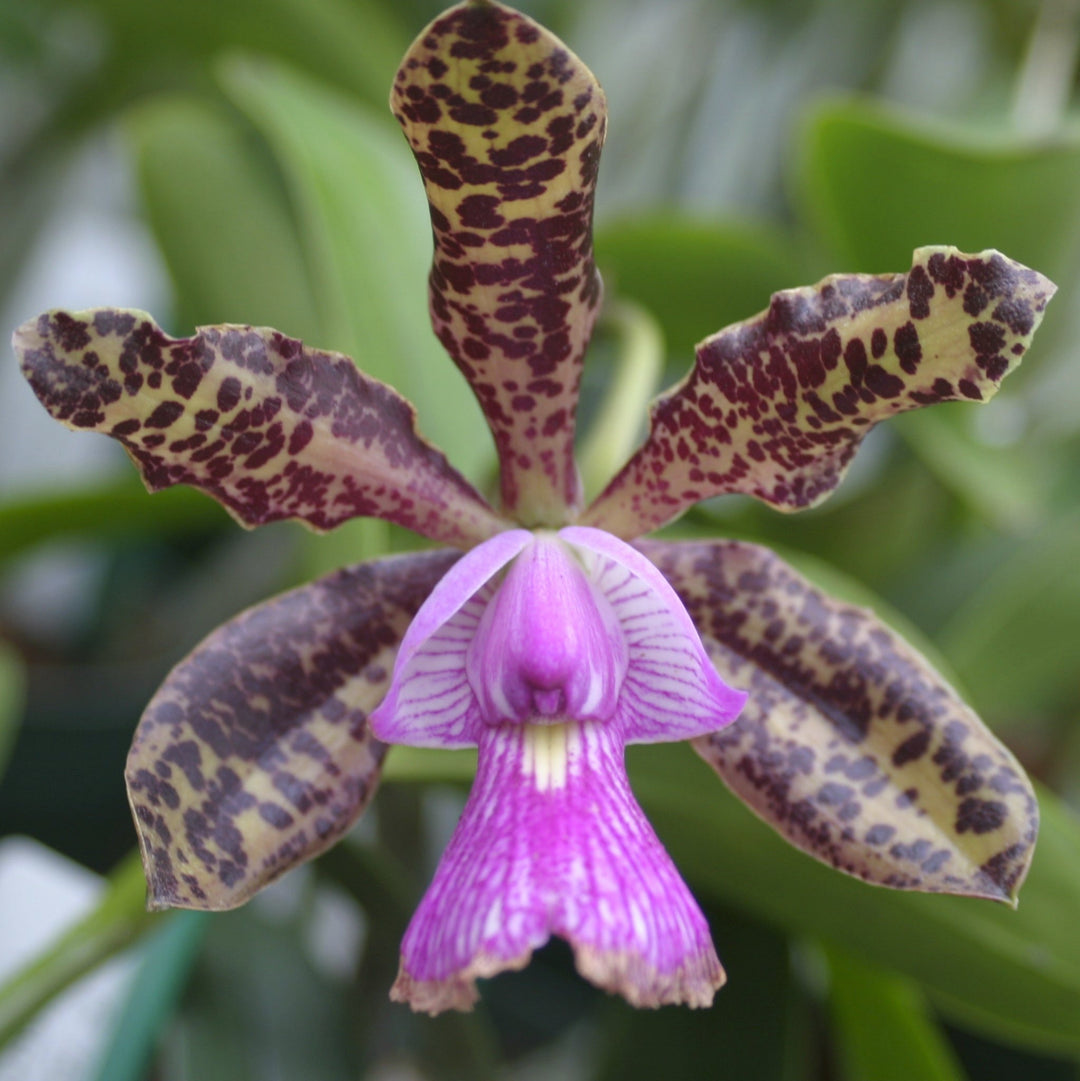 C. Peckhaviensis  (schilleriana x aclandiae) 2.5" Pot,