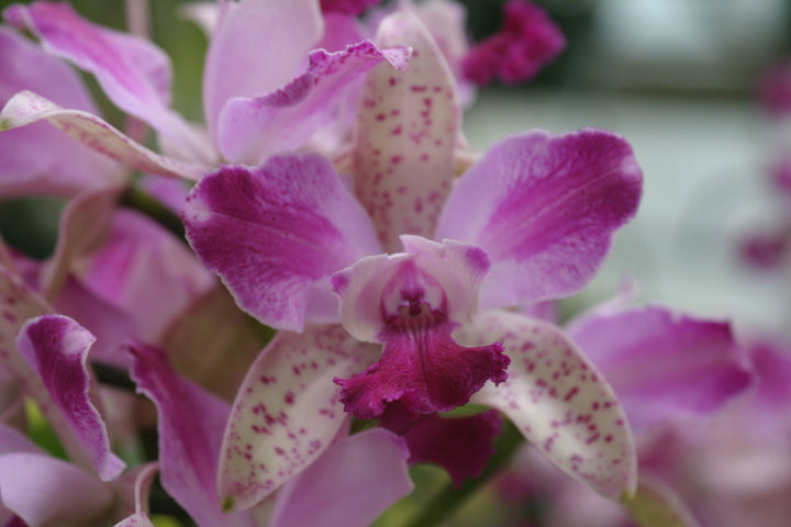 Lc. (Summerland Girl x C. Penny Kuroda) Orchid Plant 3" Pot