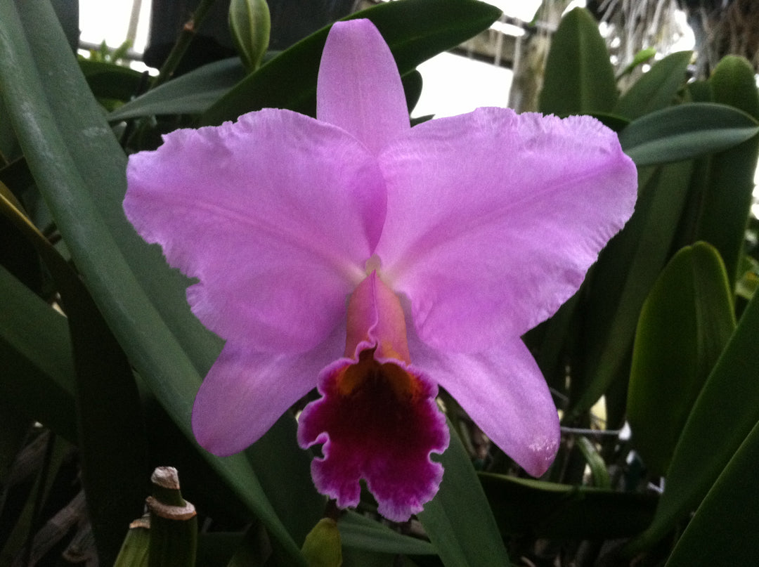 C. percivaliana `Mendenhall-Summit&