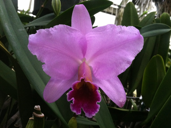 C. percivaliana `Mendenhall-Summit&