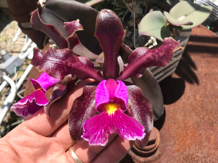 C. (bicolor `Erato&