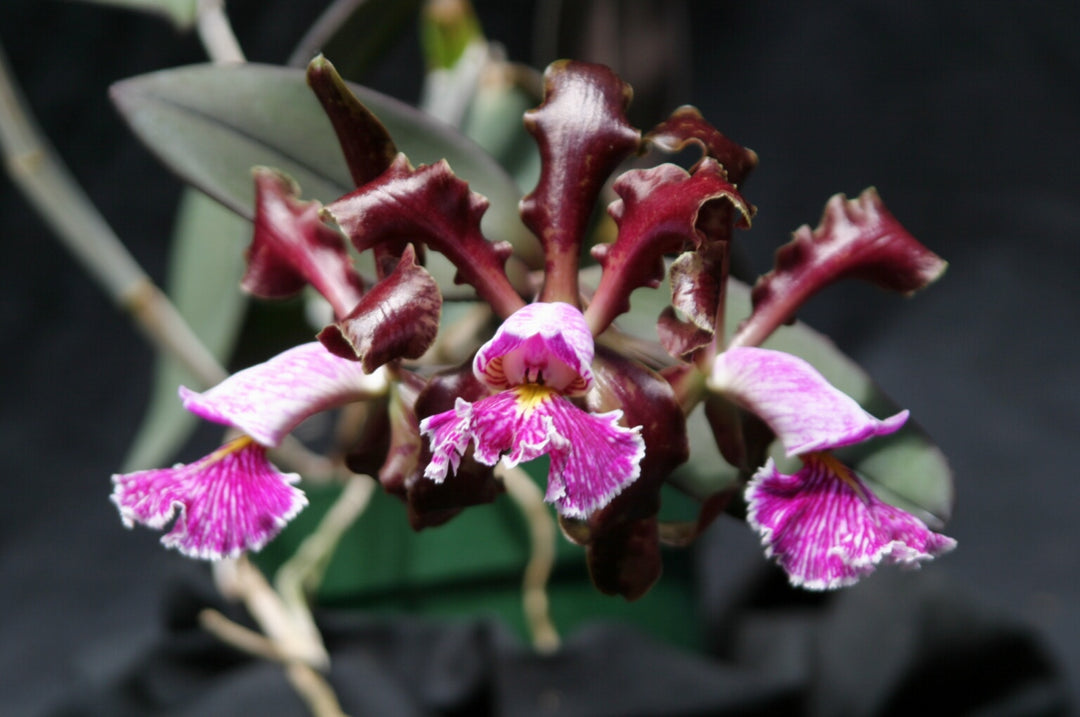 C. schilleriana (`H&amp;R&