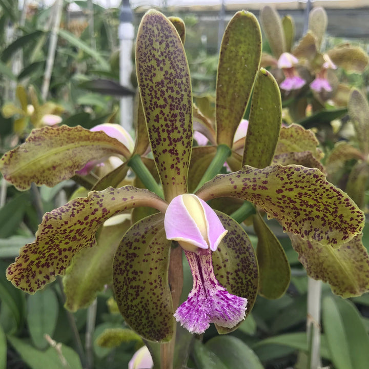 C. Kerchoveana (schoefieldiana x schilleriana)  Orchid 2.5" Pot,