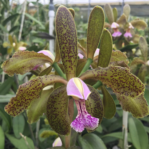 C. JEM's Super Velutin (schoefieldiana x velutina) Cattleya Orchid 3.5" Pot