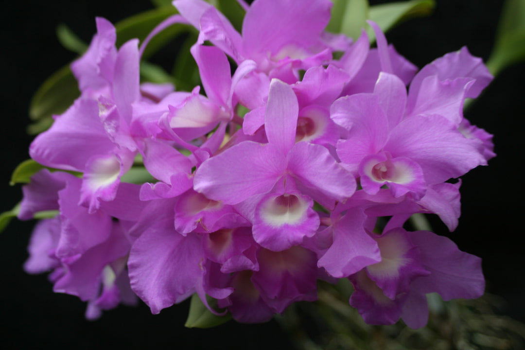 C. skinneri `Waldor&