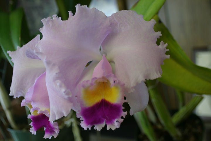 C. trianaei `The President&