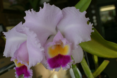 C. trianaei `The President' FCC/AOS Select Species Cattleya Orchid Plant Div #1