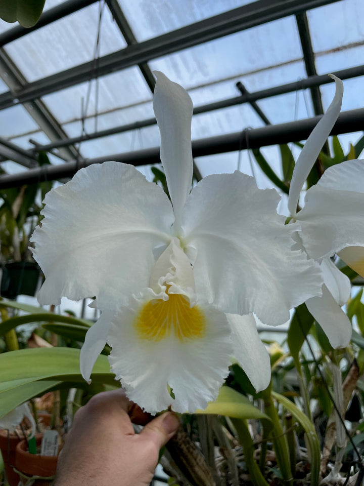 C. trianaei alba `Aranka Germaske&