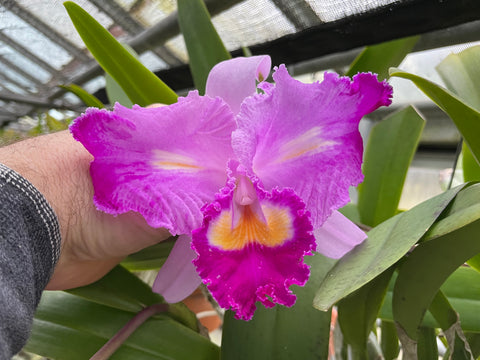 C. trianaei peloric `C's Mariposa' Original Division Select Species Cattleya Orchid Plant Div #2