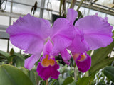 C. trianaei `Cashen's' FCC/AOS MERICLONE Select Species Cattleya Orchid Plant Div #5