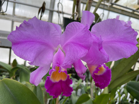 C. trianaei `Cashen's' FCC/AOS ORIGINAL Select Species Cattleya Orchid Plant Div #3