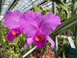 C. trianaei `Keith Richards' Original Division #1 Select Species Cattleya Orchid Plant