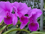 C. trianaei `Loretta's Deep Purple' Original Division Select Species Cattleya Orchid Plant Div #2